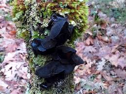 Attēlu rezultāti vaicājumam “Exidia truncata”