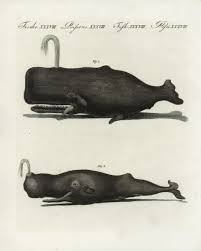 Image result for Physeter macrocephalus