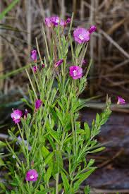 Attēlu rezultāti vaicājumam “Epilobium hirsutum”