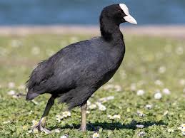 Attēlu rezultāti vaicājumam “Fulica atra adult”