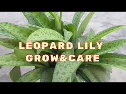 Attēlu rezultāti vaicājumam “Lycogala leopardinum sessile”