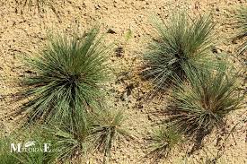 Attēlu rezultāti vaicājumam “Corynephorus canescens”