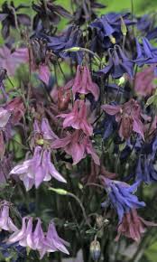 Image result for Aquilegia vulgaris