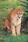 Florida Panther | florida variety