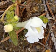 Image result for Galeopsis segetum