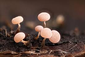 Attēlu rezultāti vaicājumam “Physarum luteolum macro”