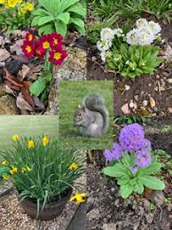 Image result for Motherwell Bowling Club