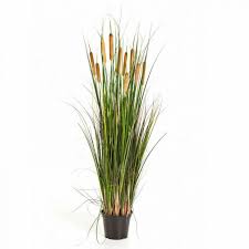 Image result for Rohrkolben