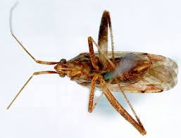 Attēlu rezultāti vaicājumam “Phytocoris varipes”