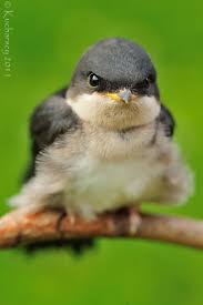 Attēlu rezultāti vaicājumam “Delichon urbicum”