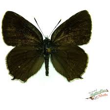 Attēlu rezultāti vaicājumam “Satyrium ilicis”