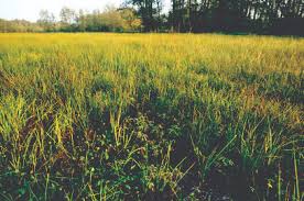 Attēlu rezultāti vaicājumam “Straminergon stramineum”