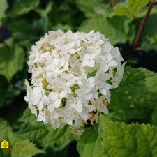 Attēlu rezultāti vaicājumam “Hydrangea arborescens flower”