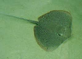 Image result for Himantura uarnak