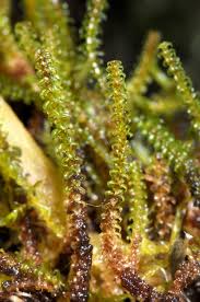 Attēlu rezultāti vaicājumam “Paludella squarrosa”