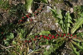 Image result for chenopodium foliosum