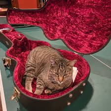 Image result for Cat sleeping in guitar