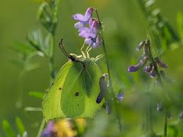 Attēlu rezultāti vaicājumam “Gonepteryx rhamni male”