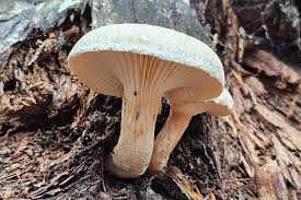 Attēlu rezultāti vaicājumam “Lentinus lepideus”