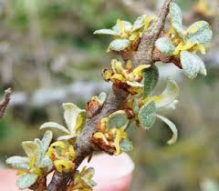 Attēlu rezultāti vaicājumam “Hippophae rhamnoides female flower”
