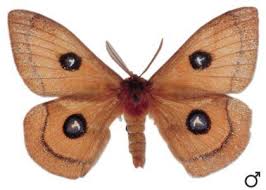 Attēlu rezultāti vaicājumam “Aglia tau”