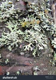 Attēlu rezultāti vaicājumam “Tuckermannopsis chlorophylla”