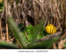 Attēlu rezultāti vaicājumam “Trollius europaeus bud”