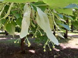 Attēlu rezultāti vaicājumam “Tilia tomentosa flower”