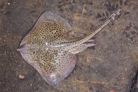 Image result for Raja montagui