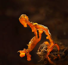 Attēlu rezultāti vaicājumam “Physarum pezizoideum stalked”