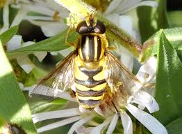 Attēlu rezultāti vaicājumam “Helophilus hybridus male”