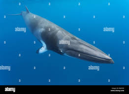 Image result for Balaenoptera acutorostrata