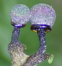 Attēlu rezultāti vaicājumam “Dianema depressum macro”