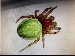 Attēlu rezultāti vaicājumam “Araniella male”