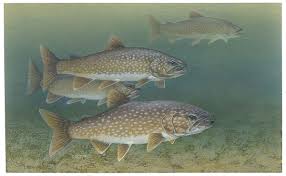Image result for Salvelinus confluentus