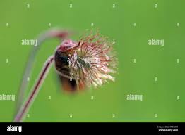 Attēlu rezultāti vaicājumam “Geum rivale fruit”
