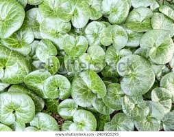 Attēlu rezultāti vaicājumam “Asarum europaeum leaf”