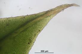 Attēlu rezultāti vaicājumam “Tortula subulata”