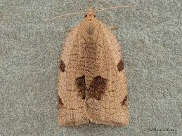 Attēlu rezultāti vaicājumam “Lozotaenia forsterana”