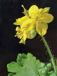 Attēlu rezultāti vaicājumam “Chelidonium majus flower”