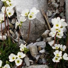 Attēlu rezultāti vaicājumam “Androsace septentrionalis fruit”