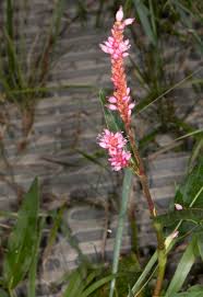 Attēlu rezultāti vaicājumam “Polygonum amphibium flower”