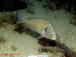 Image result for Sparus aurata