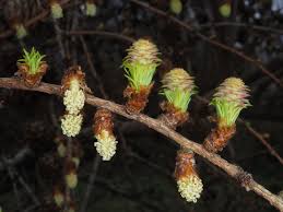 Attēlu rezultāti vaicājumam “Larix kaempferi female flower”
