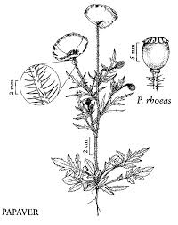 Image result for Papaver rhoeas