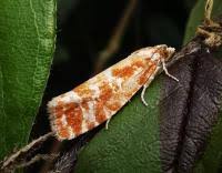 Attēlu rezultāti vaicājumam “Rhyacionia pinicolana”