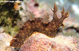 ผลการค้นหารูปภาพสำหรับ Bornella Anguilla