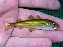 Image result for Pollachius virens