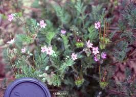 Attēlu rezultāti vaicājumam “Erodium cicutarium bud”