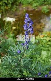 Attēlu rezultāti vaicājumam “Aconitum napellus leaf”